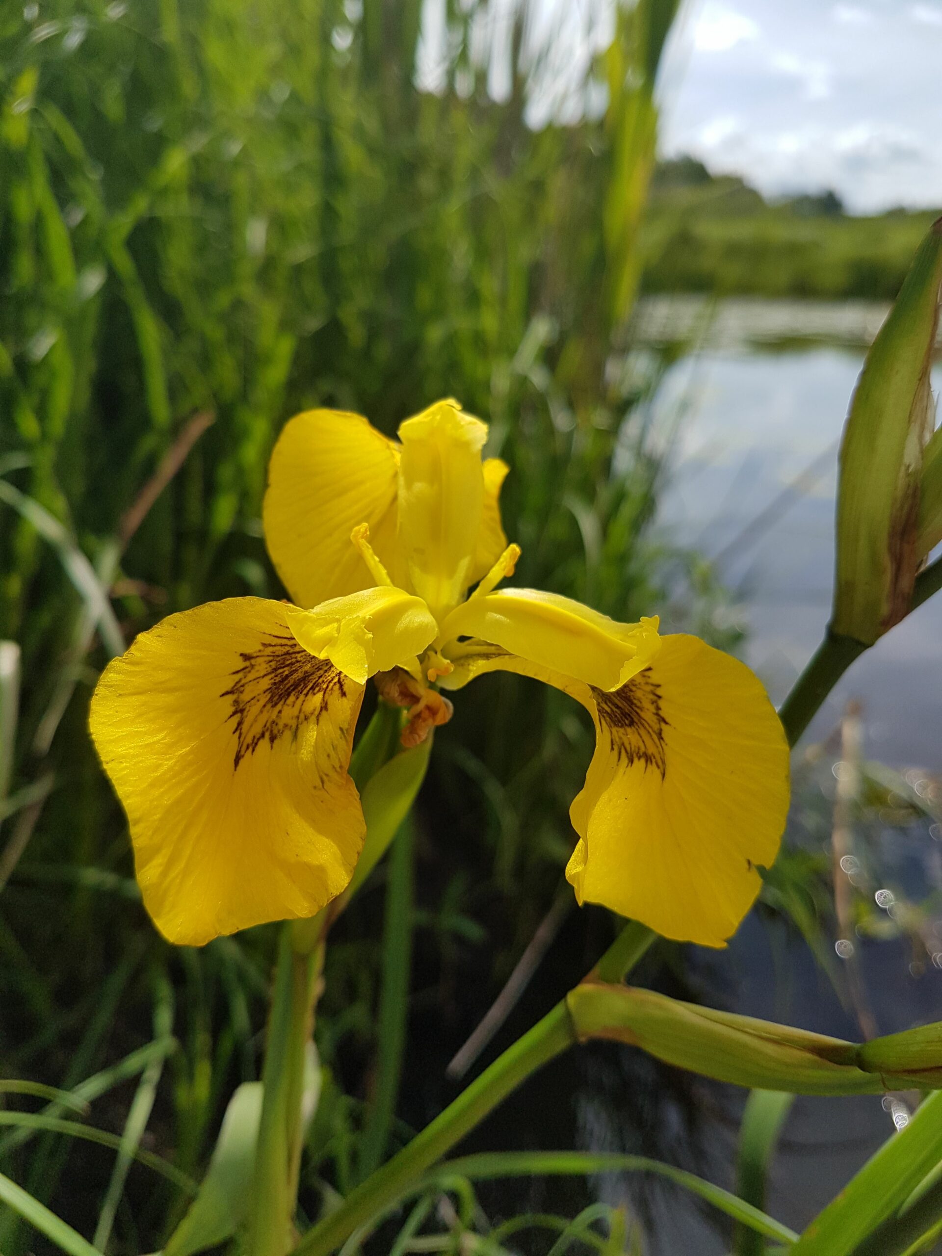 Savinch mominva jinsiy aloqa Sevganini sikib telefonda gaplashish