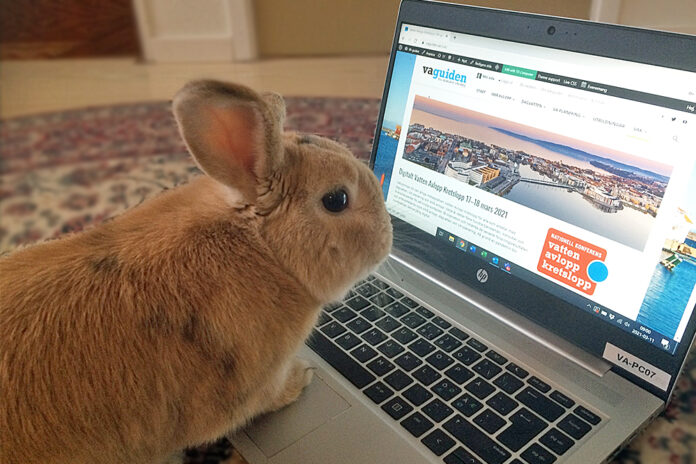 Kanin som tittar på VAK-webbsidorna