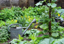Grönsaksodling i köksträdgård, vattenkanna