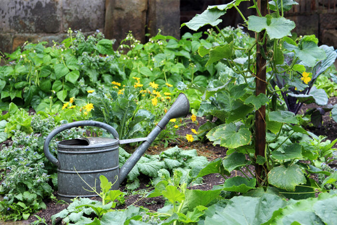Grönsaksodling i köksträdgård, vattenkanna