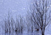 Översvämning, kala träd