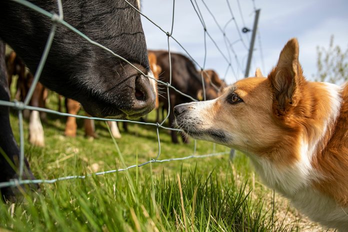 Hund tittar på ko genom staket