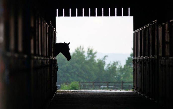 Bild inifrån stall och ut. En häst tittar fram.