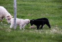 vitt lamm och svart lamm stångas vid staket