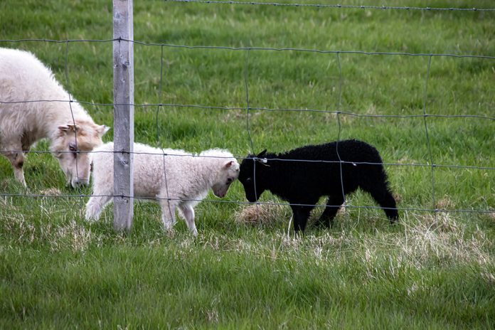 vitt lamm och svart lamm stångas vid staket