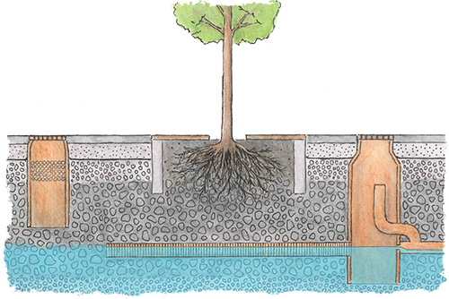 Skelettjord_tumnagel_w500