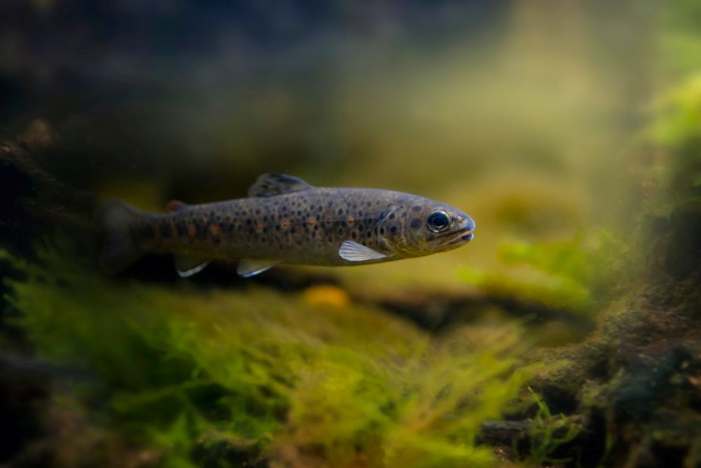 Uppföljning av restaureringsåtgärder med eDNA i jämtländska vattendrag