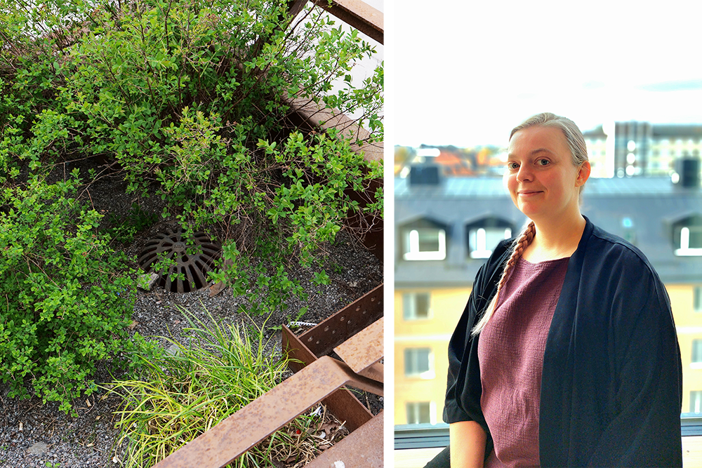 Strategier f&ouml;r v&auml;xtval i urbana regnb&auml;ddar&nbsp;