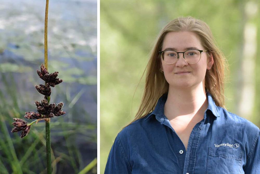 Snart susar s&auml;ven mer i Kristianstads Vattenrike