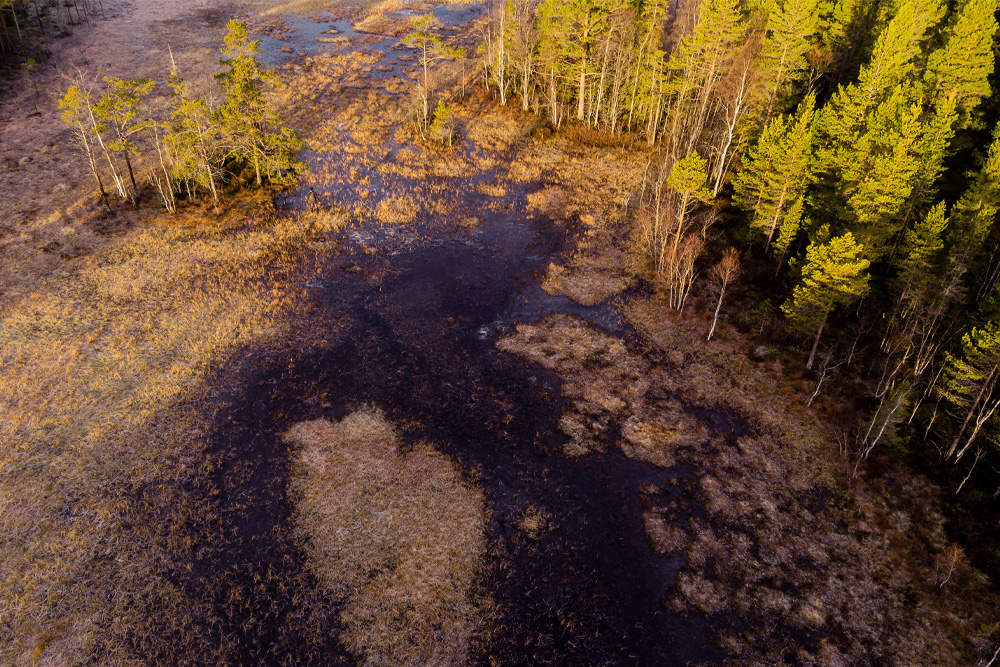 Vilka krav g&auml;ller vid &aring;terv&auml;tning i skogslandskapet?