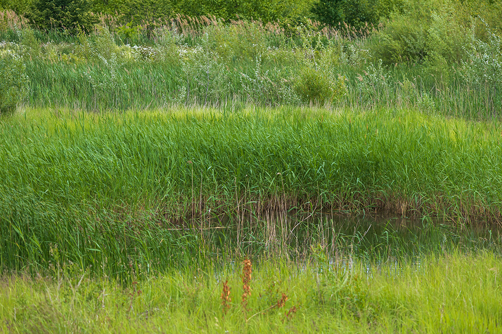 En vattendamm omgiven av gr&ouml;nska