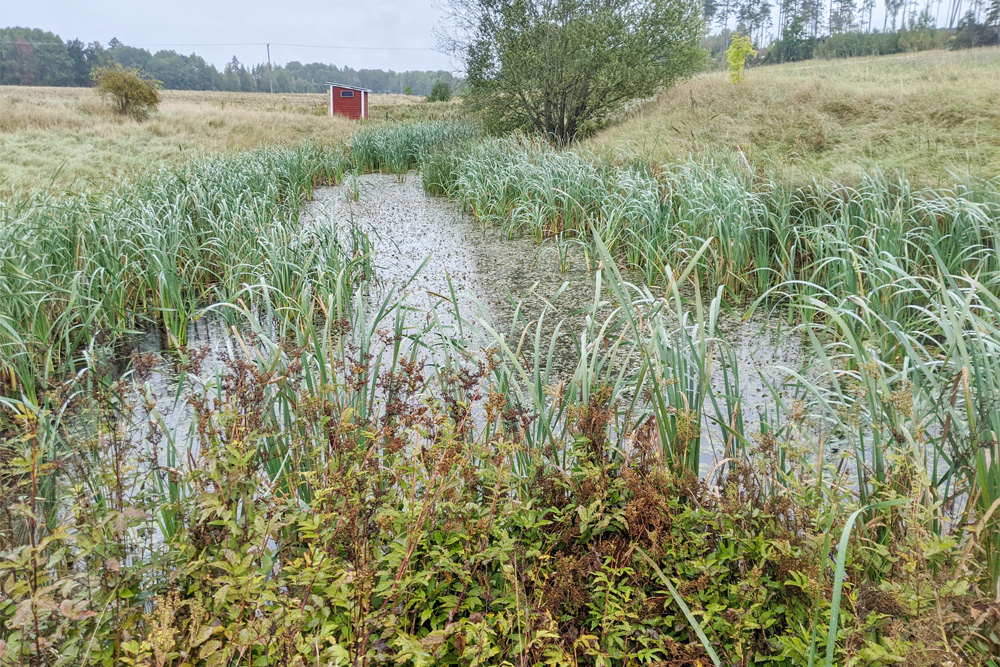 Fosfordammar &ndash; fr&aring;n forskning till praktik